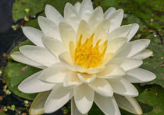Nymphaea Denver Water Garden Pond Plant (Buy 2, Get 1 Free)