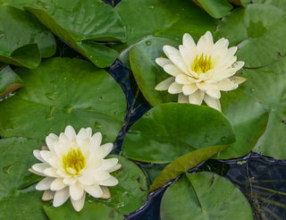 Nymphaea Denver Water Garden Pond Plant (Buy 2, Get 1 Free)