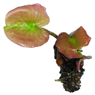 Nymphaea Denver Water Garden Pond Plant (Buy 2, Get 1 Free)