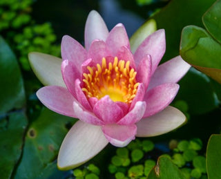 Nymphaea Pink Fabiola Water Garden Pond Plant Tuber/Rhizome (Buy 2, Get 1 Free)