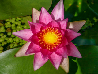 Nymphaea Gloriosa Water Garden Pond Plant Tuber/Rhizome