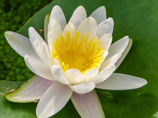 Nymphaea Marliacea Albida Water Garden Pond Plant (Buy 2, Get 1 Free)