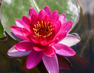 Nymphaea Perry's Baby Red Water Garden Pond Plant