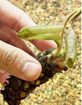Nymphaea Wanvisa Water Garden Pond Plant Tuber/Rhizome