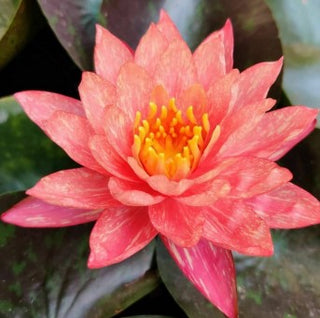 Nymphaea Wanvisa Water Garden Pond Plant Tuber/Rhizome
