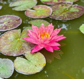 Nymphaea Wanvisa Water Garden Pond Plant Tuber/Rhizome