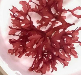 Gracilaria Hayi Algae (Red Bush Algae) for Reef Saltwater Refugium FRAG