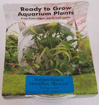Helanthium Tenellus, Pygmy Chain Sword plant Tissue Culture cup for freshwater aquarium