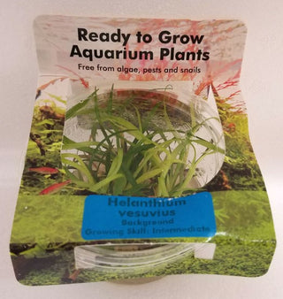 Helanthium Vesuvius, Echinodorus Angustifolia plant Tissue Culture for freshwater aquarium