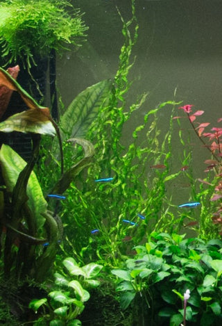 Helanthium Vesuvius, Echinodorus Angustifolia plant Tissue Culture for freshwater aquarium