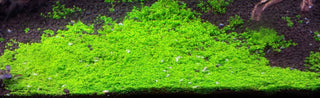 Hemianthus Callitrichoides, Dwarf baby Tears or HC Plant Tissue Culture for freshwater aquarium
