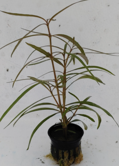 (Hygrophila Araguaia) freshwater aquarium potted plant