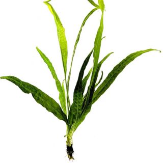 Java Fern Leptochilus pteropus aquarium freshwater plants 4,8, or 12 pack, Buy 2 Get 1 FREE