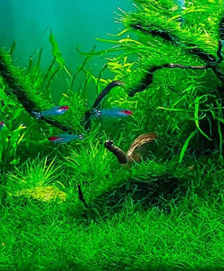 Java Moss (Vesicularia dubyana) 4 oz cup live aquatic plant