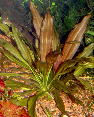Echinodorus Kleiner Prinz Sword potted freshwater aquarium plant