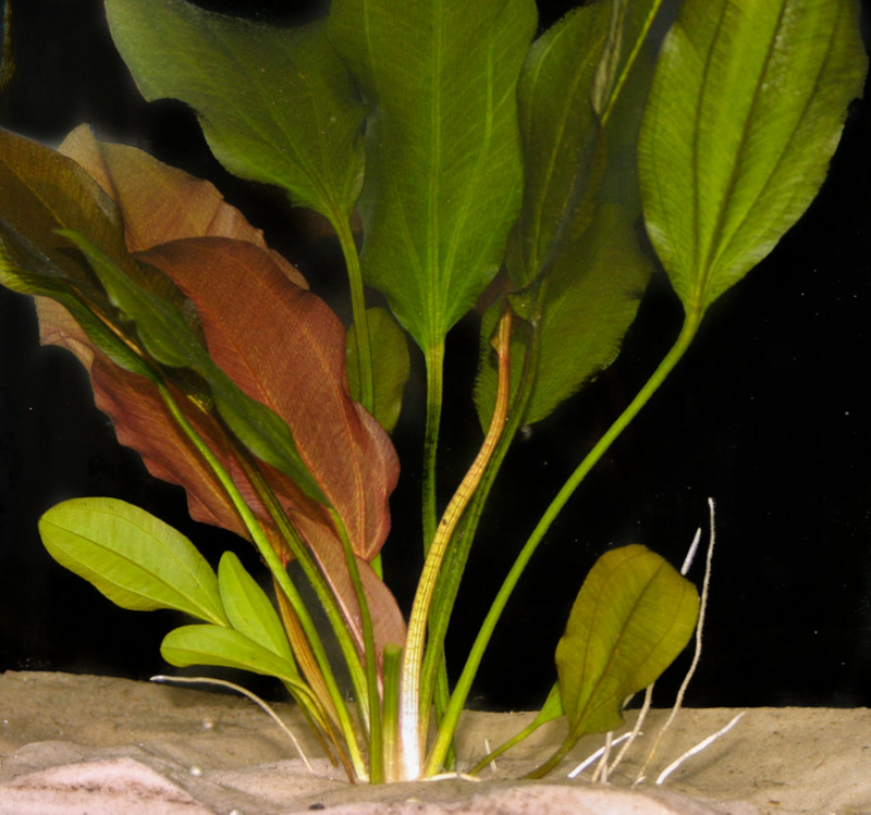 Echinodorus Kleiner Bar Sword potted freshwater aquarium plant