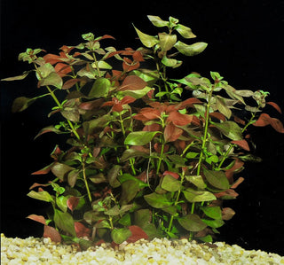 Ludwigia Repens (Water Primrose) Live Plant 2 DAY SHIPPING