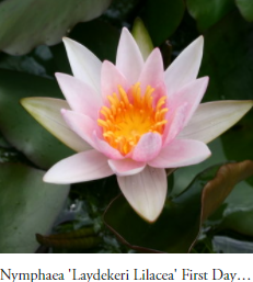 Nymphaea Laydekeri Lilacea Pink Hardy Water Lily
