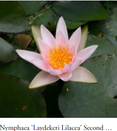Nymphaea Laydekeri Lilacea Pink Hardy Water Lily