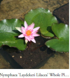 Nymphaea Laydekeri Lilacea Pink Hardy Water Lily