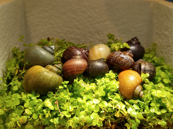 Mystery Snails (Pomacea Bridgesii) Freshwater Snails Algae Eaters several colors to chose from