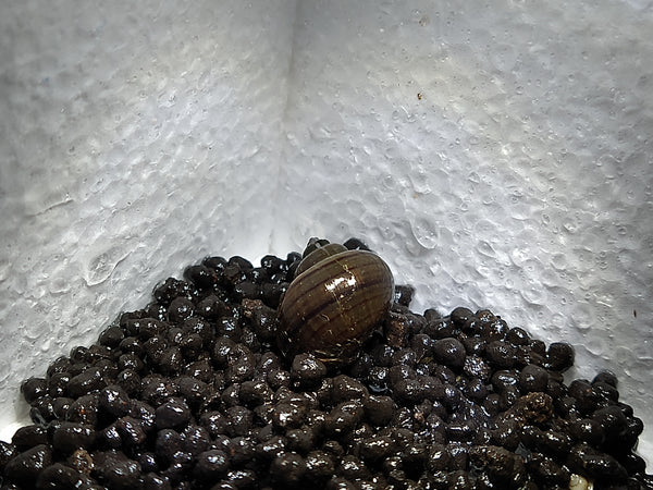 Generic 3 Black Mystery Snails (Pomacea Bridgesii) - Live Freshwater Snail - Plants