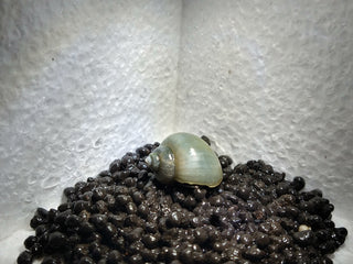 Mystery Snails (Pomacea Bridgesii) Freshwater Snails Algae Eaters several colors to chose from