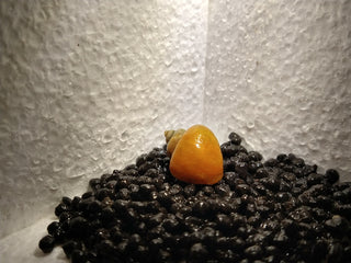 Mystery Snails (Pomacea Bridgesii) Freshwater Snails Algae Eaters several colors to chose from
