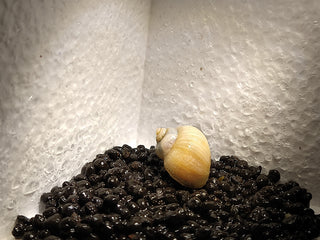 Mystery Snails (Pomacea Bridgesii) Freshwater Snails Algae Eaters several colors to chose from