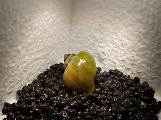 Mystery Snails (Pomacea Bridgesii) Freshwater Snails Algae Eaters several colors to chose from