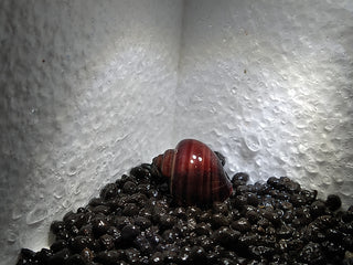 Mystery Snails (Pomacea Bridgesii) Freshwater Snails Algae Eaters several colors to chose from