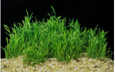 Micro Sword (Lilaeopsis Brasiliensis) potted aquatic plant
