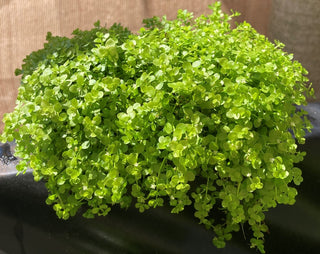 Monte Carlo (Micranthemum glomeratus) 3x5 mat with coco fiber aquarium plant