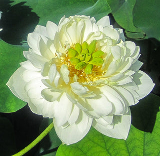 Little Green House - Nelumbo -  Lotus - White - Tuber with dirt