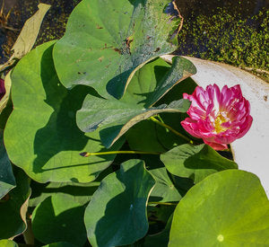 Little Green House - Nelumbo -  Lotus - White - Tuber with dirt