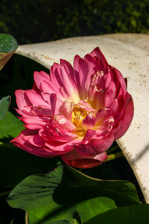 Little Green House - Nelumbo -  Lotus - White - Tuber with dirt