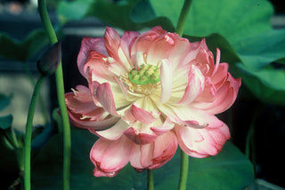 Little Green House - Nelumbo -  Lotus - White - Tuber with dirt