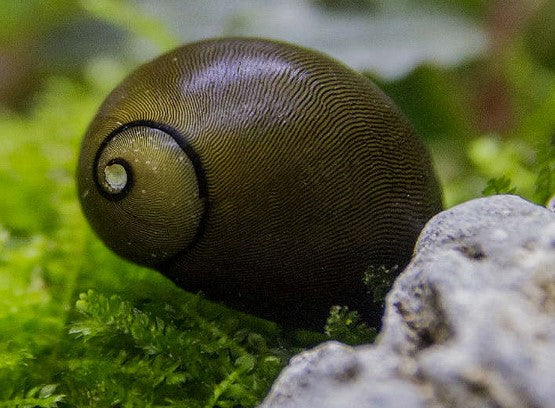 Olive Tiger Eye Snails (Neritina reclivata) Beautiful and Hardy Freshwater Aquarium Snails