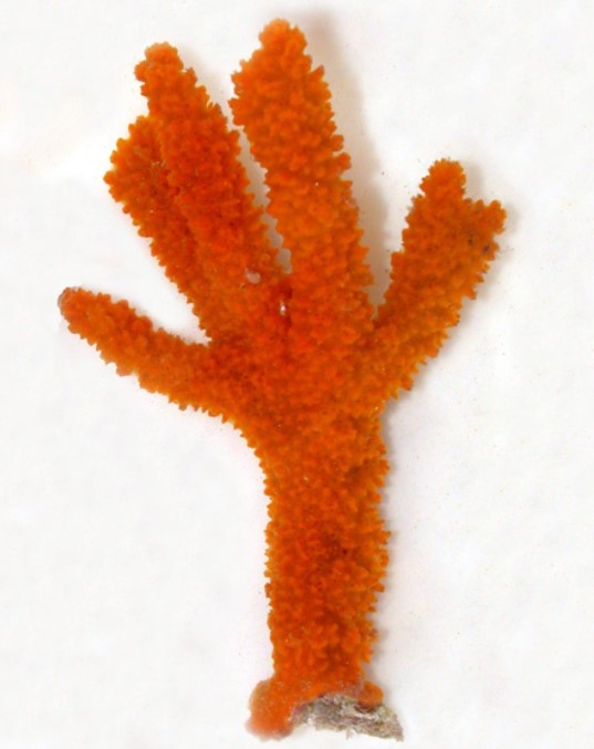 Yellow/Orange Tree Sponge Seahorse Hitch