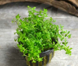 Pearl Weed Micranthemum micranthemoides Live Aquarium Plant potted