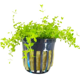 Pearl Weed Micranthemum micranthemoides Live Aquarium Plant potted