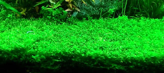 Pearl Weed Micranthemum micranthemoides Live Aquarium Plant potted