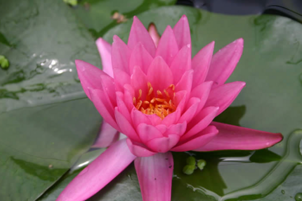 Nymphaea 'Firecrest' Pink Hardy Water Garden Lily