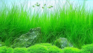 Chain Sword Narrow Leaf (Echinorodus tenellus) live aquarium plant