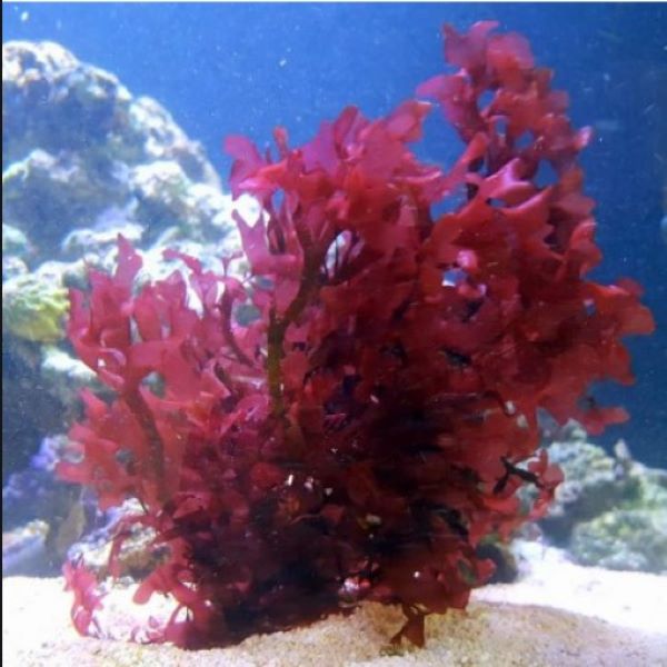 Gracilaria Hayi Algae (Red Bush Algae) for Reef Saltwater Refugium 2oz Portion