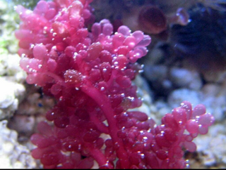 Red Grape Caulerpa or Kelp (Botryocladia sp.)Macro Algae Refugium Super Rare!