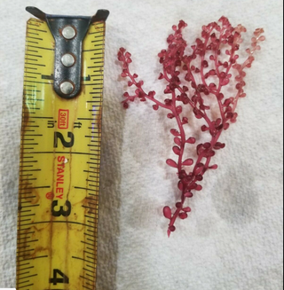 Red Grape Caulerpa or Kelp (Botryocladia sp.)Macro Algae Refugium Super Rare!