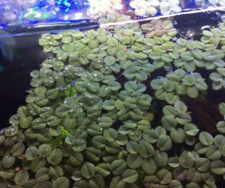 Water Spangles (Salvania minima) 4 oz cup live aquatic plant