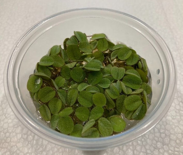 Water Spangles (Salvania minima) 4 oz cup live aquatic plant