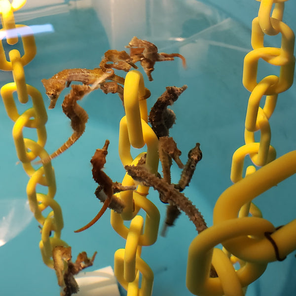 Captive Bred Saddled Hippocampus Erectus Seahorses